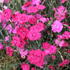 Dianthus gratianopolitanus 'Grandiflorus'.JPG