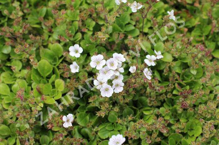 Šater plazivý 'Pixie Splash' - Gypsophila cerastioides 'Pixie Splash'
