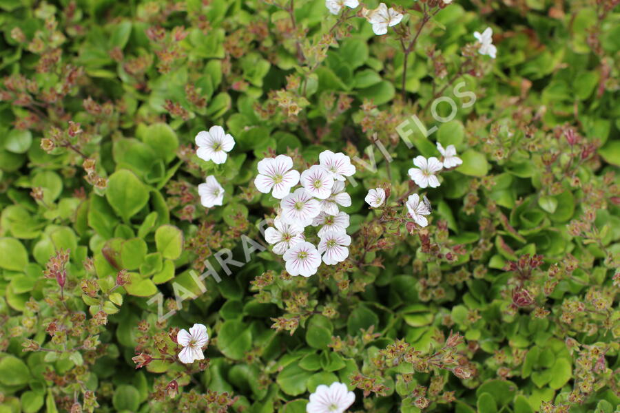 Šater plazivý 'Pixie Splash' - Gypsophila cerastioides 'Pixie Splash'