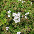 Šater plazivý 'Pixie Splash' - Gypsophila cerastioides 'Pixie Splash'