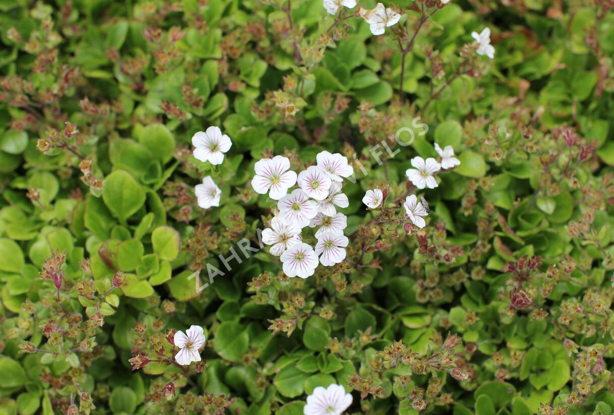 Šater plazivý 'Pixie Splash' - Gypsophila cerastioides 'Pixie Splash'
