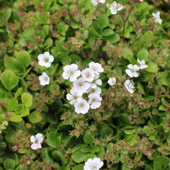 Šater plazivý 'Pixie Splash' - Gypsophila cerastioides 'Pixie Splash'