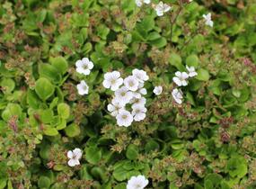 Šater plazivý 'Pixie Splash' - Gypsophila cerastioides 'Pixie Splash'