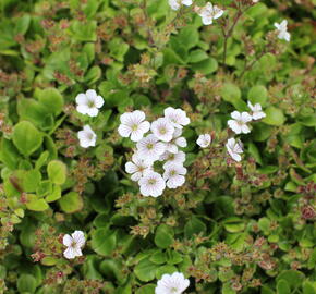 Šater plazivý 'Pixie Splash' - Gypsophila cerastioides 'Pixie Splash'