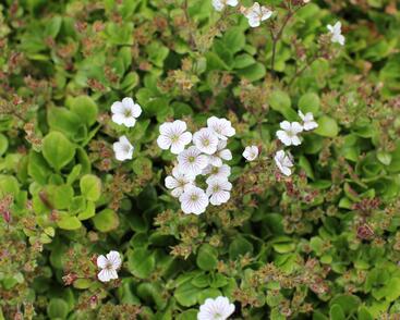 Šater plazivý 'Pixie Splash'