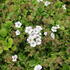 Gypsophila cerastioides 'Pixie Splash'.JPG