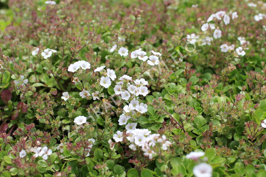 Šater plazivý 'Pixie Splash' - Gypsophila cerastioides 'Pixie Splash'