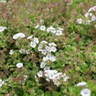 Šater plazivý 'Pixie Splash' - Gypsophila cerastioides 'Pixie Splash'