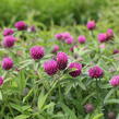 Jetel alpínský - Trifolium alpestre