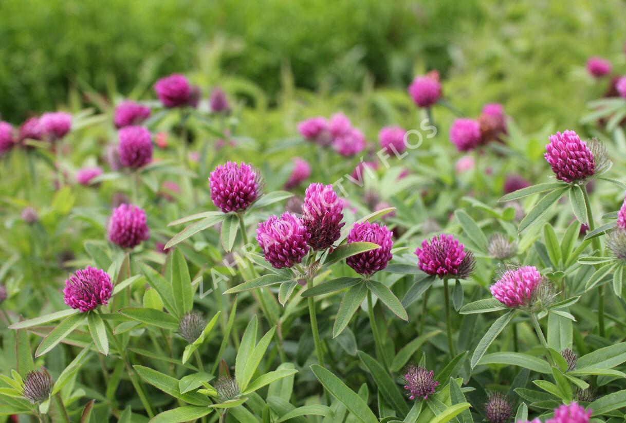 Jetel alpínský - Trifolium alpestre