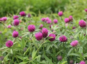 Jetel alpínský - Trifolium alpestre