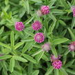Jetel alpínský - Trifolium alpestre