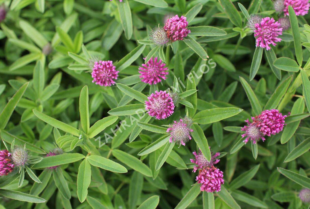 Jetel alpínský - Trifolium alpestre