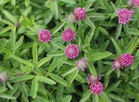 Jetel alpínský - Trifolium alpestre