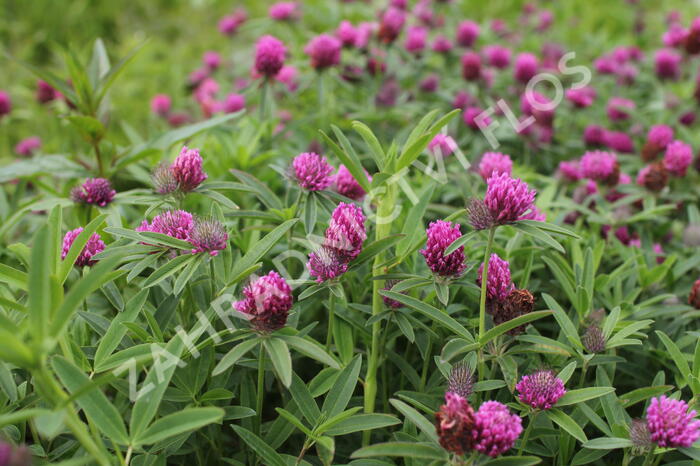 Jetel alpínský - Trifolium alpestre