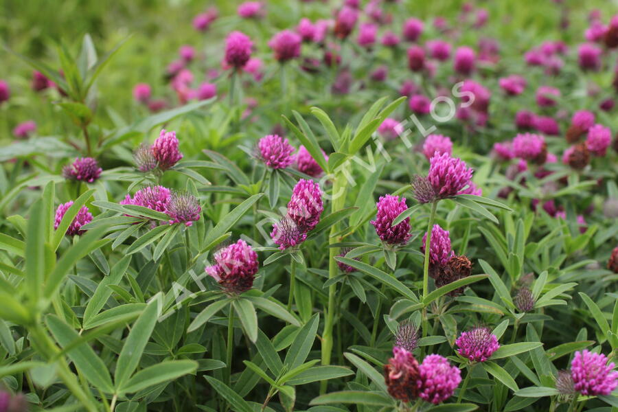 Jetel alpínský - Trifolium alpestre