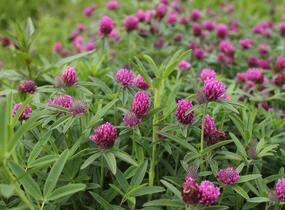 Jetel alpínský - Trifolium alpestre