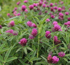 Jetel alpínský - Trifolium alpestre