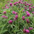 Trifolium alpestre.JPG