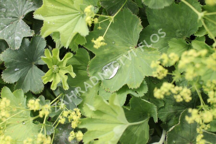 Kontryhel holý - Alchemilla epipsila