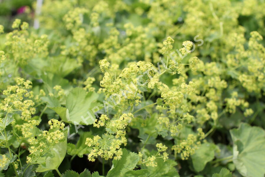 Kontryhel holý - Alchemilla epipsila