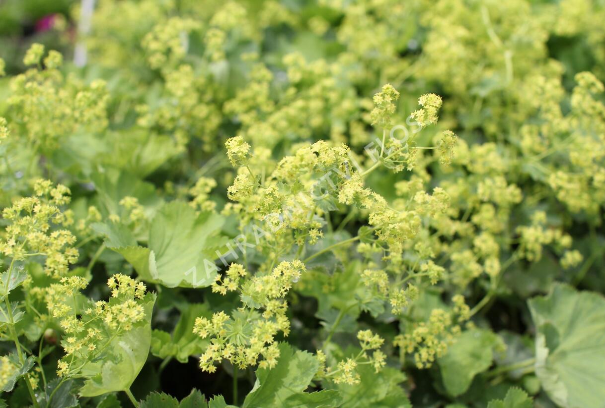 Kontryhel holý - Alchemilla epipsila