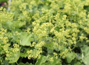 Kontryhel holý - Alchemilla epipsila