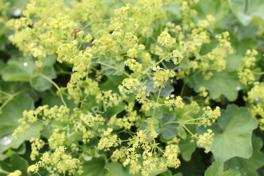 Kontryhel holý - Alchemilla epipsila