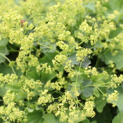 Kontryhel holý - Alchemilla epipsila