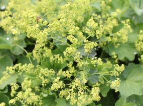 Kontryhel holý - Alchemilla epipsila