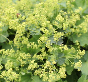 Kontryhel holý - Alchemilla epipsila