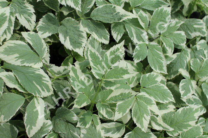 Bršlice kozí noha 'Variegatum' - Aegopodium podagraria 'Variegatum'