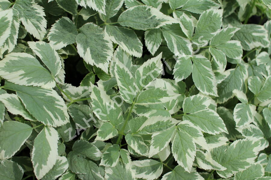 Bršlice kozí noha 'Variegatum' - Aegopodium podagraria 'Variegatum'