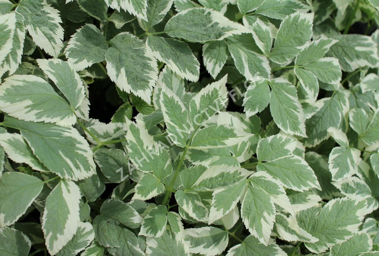 Bršlice kozí noha 'Variegatum' - Aegopodium podagraria 'Variegatum'