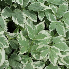 Bršlice kozí noha 'Variegatum' - Aegopodium podagraria 'Variegatum'