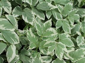 Bršlice kozí noha 'Variegatum' - Aegopodium podagraria 'Variegatum'