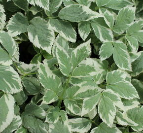 Bršlice kozí noha 'Variegatum' - Aegopodium podagraria 'Variegatum'
