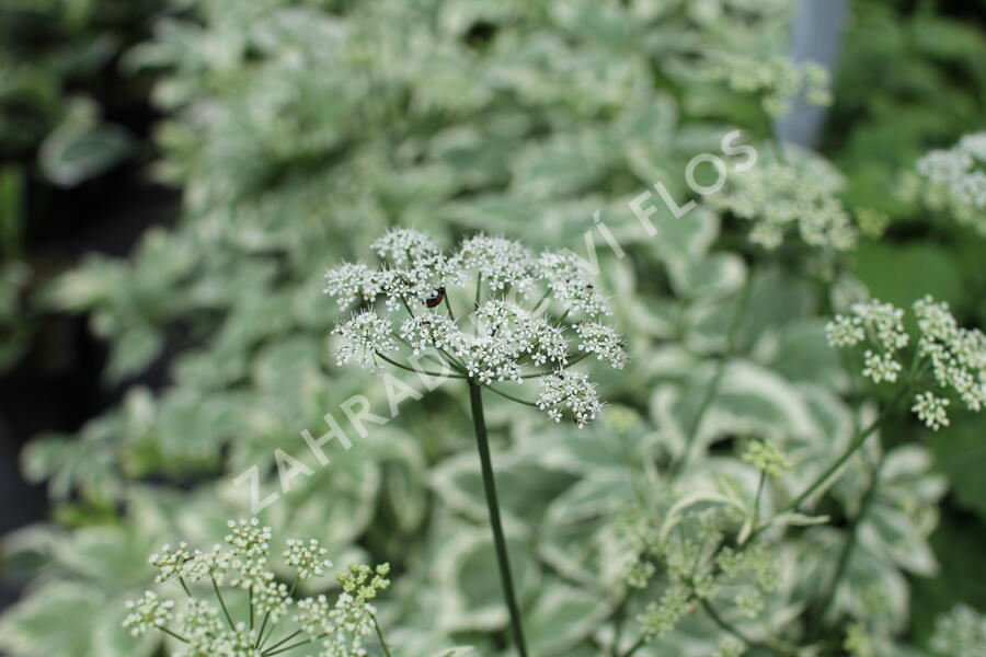 Bršlice kozí noha 'Variegatum' - Aegopodium podagraria 'Variegatum'