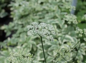 Bršlice kozí noha 'Variegatum' - Aegopodium podagraria 'Variegatum'