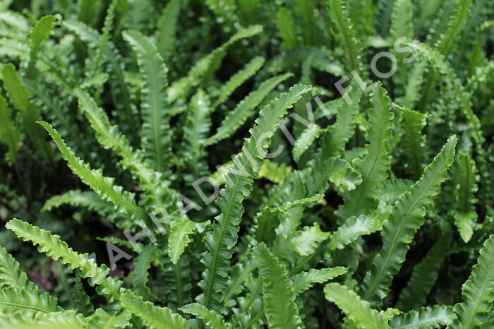 Jelení jazyk 'Angustifolia' - Phyllitis scolopendrium 'Angustifolia'