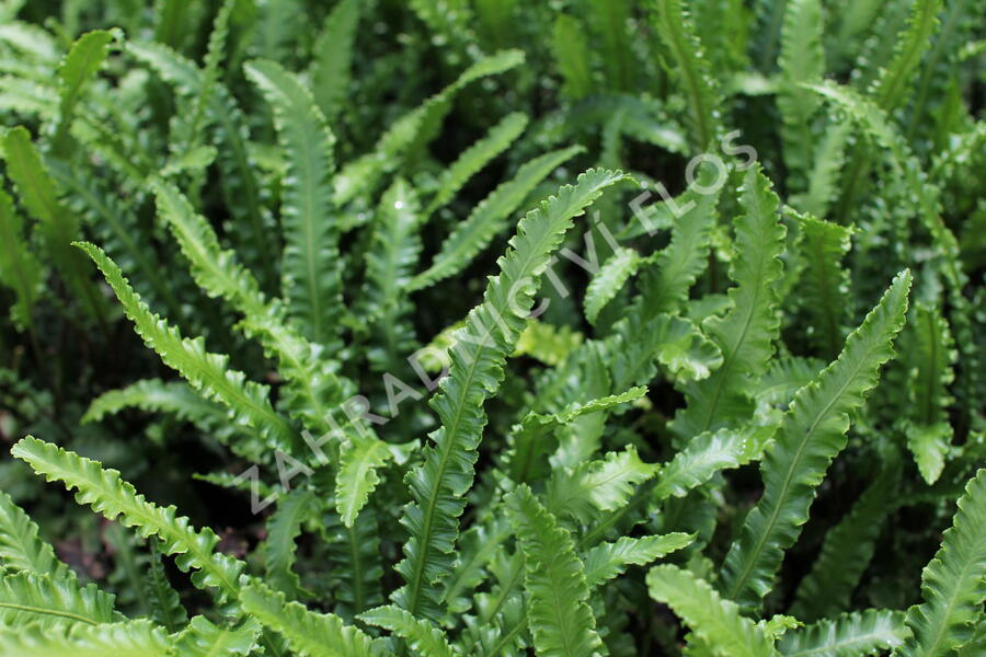Jelení jazyk 'Angustifolia' - Phyllitis scolopendrium 'Angustifolia'
