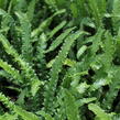 Jelení jazyk 'Angustifolia' - Phyllitis scolopendrium 'Angustifolia'
