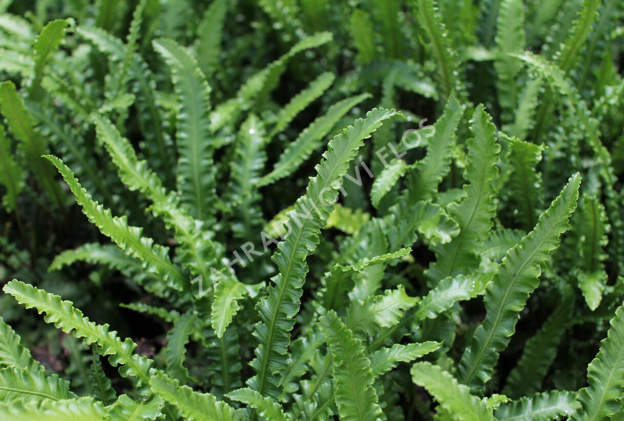 Jelení jazyk 'Angustifolia' - Phyllitis scolopendrium 'Angustifolia'
