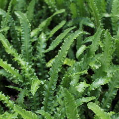 Jelení jazyk 'Angustifolia' - Phyllitis scolopendrium 'Angustifolia'