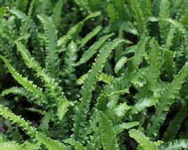 Jelení jazyk 'Angustifolia'