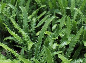 Jelení jazyk 'Angustifolia' - Phyllitis scolopendrium 'Angustifolia'