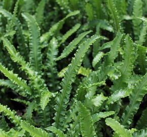 Jelení jazyk 'Angustifolia' - Phyllitis scolopendrium 'Angustifolia'