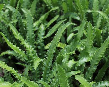 Jelení jazyk 'Angustifolia'