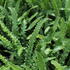 Phyllitis scolopendrium 'Angustifolia'.JPG