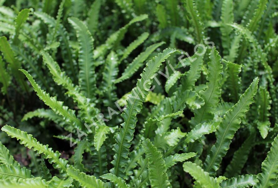 Jelení jazyk 'Angustifolia' - Phyllitis scolopendrium 'Angustifolia'
